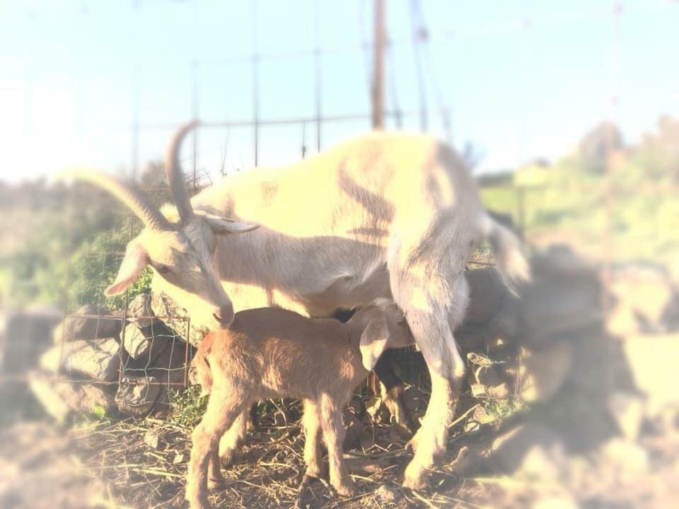 Natura-Eco Farm Extérieur photo
